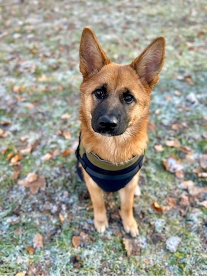 akita malinois mischling 