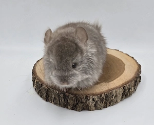 Chinchilla Weibchen Beige  ebony RPA Angora (Langfell)  bald zur Abgabe,  