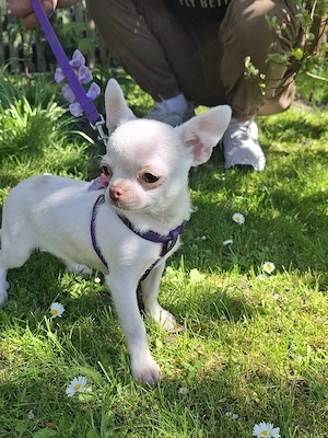Chihuahua Welpen 
