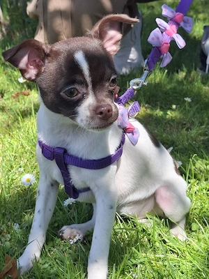 Chihuahua Welpen 