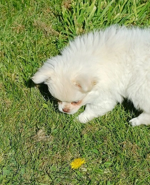 Zuckersüßer Pomeranian x Chihuahua Welpe