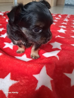 Mini Welpe Hündin sucht 5* Zuhause 