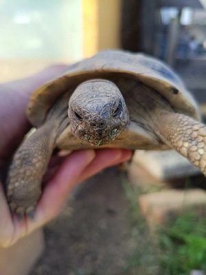 Griechische Landschildkröten 