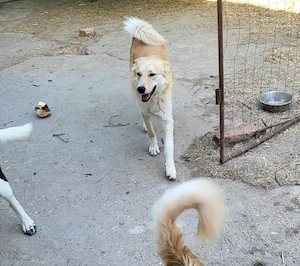 LENNI - bringt Lebensfreude ins Haus (wartet noch in Rumänien) Bild 3
