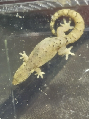 Jungferngecko Babys abzugeben 