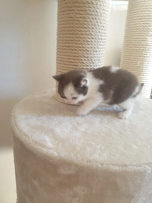 BKH Kitten