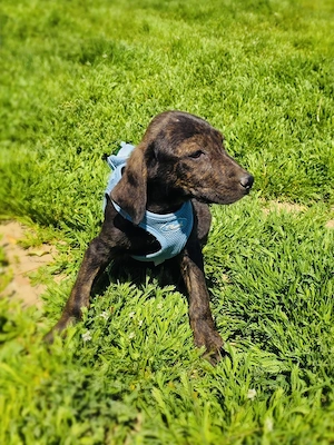 Bently ein toller Welpe