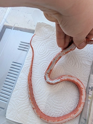 !!!Reduziert !!! zuchtaufgabe Kornnatter Scaleless 