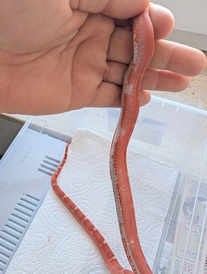 !!!Reduziert !!! zuchtaufgabe Kornnatter Scaleless 