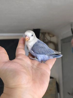 %100 hanzham Baby Vogel 