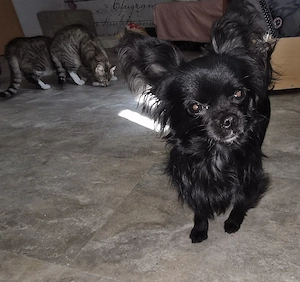 Chihuahua rüde 