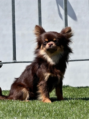 Wunderschöner Chihuahua-Deckrüde mit Ahnentafel   seltene Farben möglich