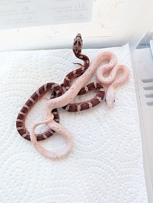 reduziert Kornnatter schlangen Palmetto usw.