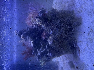 Fische und Korallen
