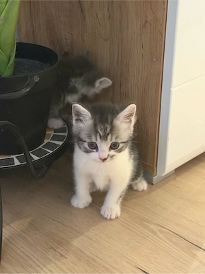 Wunderschöne BKH-Kitten zum abgeben