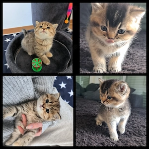 Bkh  Kitten
