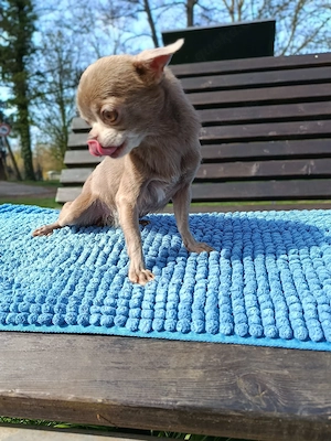 Ein lilafarbenes Mini-Chihuahua-Mädchen sucht ein Zuhause.