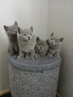wunderschöne Bkh Kitten 