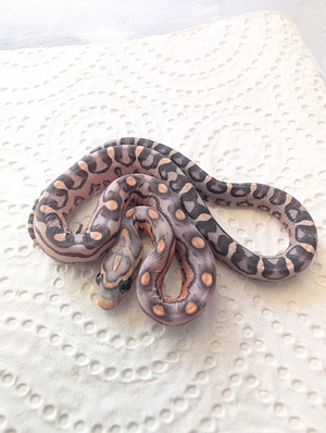 Kornnatter 0.1 Anery Caramel Scaleless reduziert 