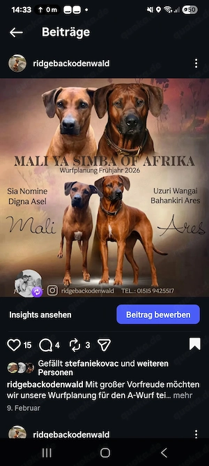 Rhodesian Ridgeback Welpen Abgabe ab Mitte Juli 
