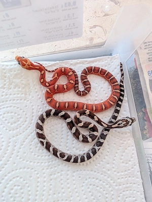 reduziert 0.1 Scaleless Kornnatter 