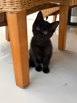 Main Coon  Bkh mix kitten 