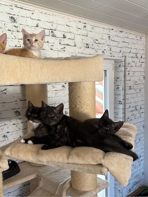 Main Coon  Bkh kitten 