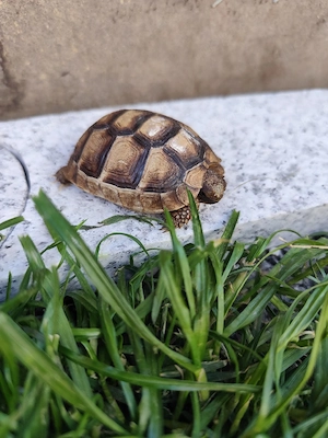 Breitrandschildkröte 