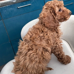 Noch 2 Zwerg Kleinpudel Jungs suchen ihre Adoptieveltern.