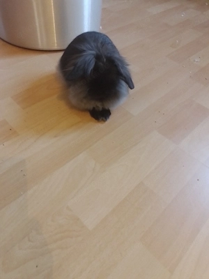 14.Wochen alter Zweglöwenkopfkaninchen