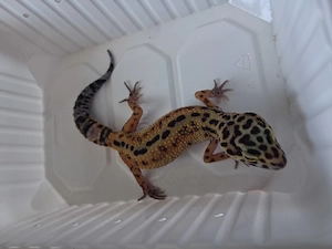 Leopardengecko zu verkaufen 