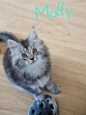 Meine Coon 