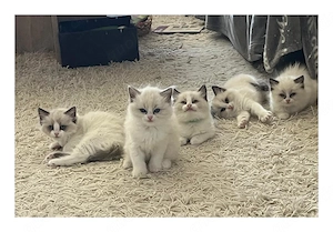 Wir haben 5 wunderschöne Bicolour Kitten. Bild 4