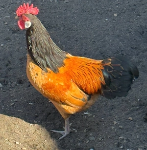 Zwerg-Vorwerkhühner