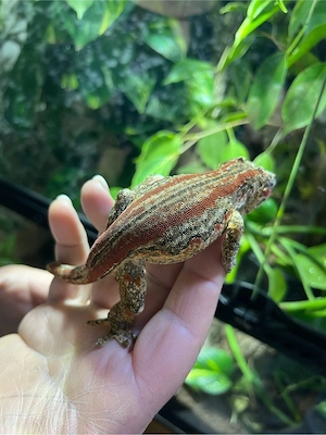 Höckerkopfgeckoweibchen
