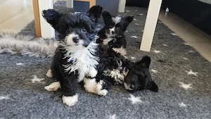 toypudel x papillion 