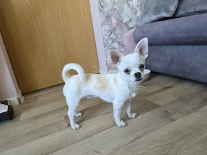 Chihuahua(Weiß mit braunen Flecken)