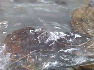 Zwei Schmuckschildkröten Pärchen