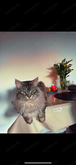 Deckkater (Maine Coon)