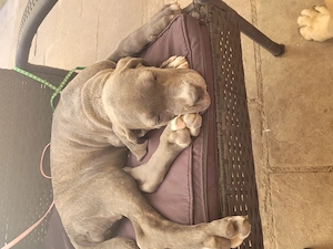 Cane corso American xl Bully
