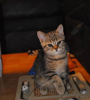 BKH Mix Kitten