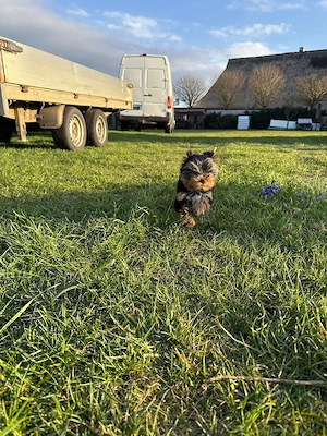 Welpen. Yorkshire Terrier.