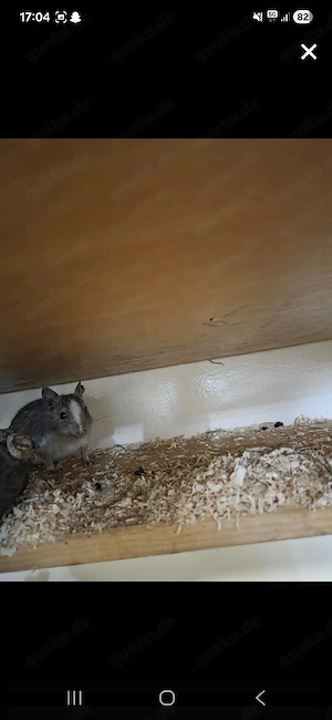 Degus (männlich weiblich)