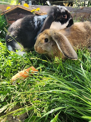 Deutsche Widder, Widderkaninchen