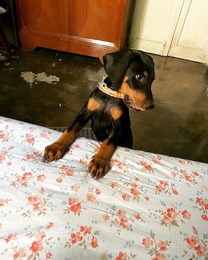Dobermannwelpen zur Adoption (WhatsApp). 4917668441254