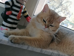 Junge BKH Katerchen 