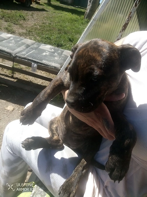 Old Englisch Bulldog Mix Welpen 