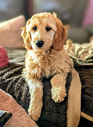 Retriever Doodle medium Welpen