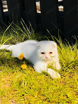 babykatzen Mädchen 