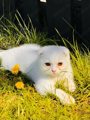 babykatzen Mädchen 